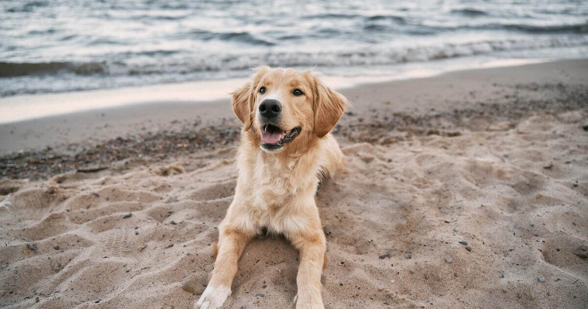 Pet-friendly room accommodations at Ocean Manor